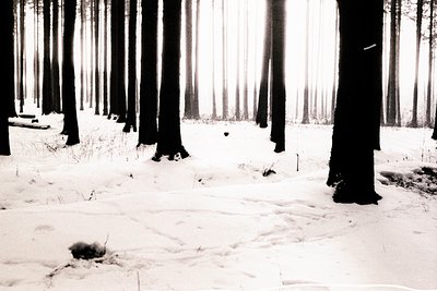 Monochrome image of a snow-covered forest. Tall, slender trees dominate the frame, fading into a bright, hazy background. Vis...