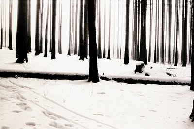 Monochrome image depicts a snow-covered forest landscape with tall, slender trees blurring into the misty background. A falle...
