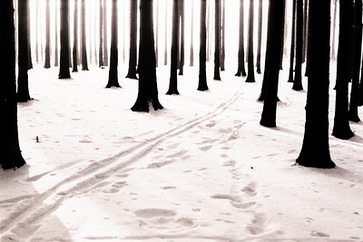 Monochrome landscape featuring dense rows of tall, slender trees emerging from a snow-covered ground. A visible track cuts di...