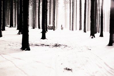 Monochrome image of a dense snow-covered forest. Tall, straight trees frame a path leading into the depths. Minimal foregroun...