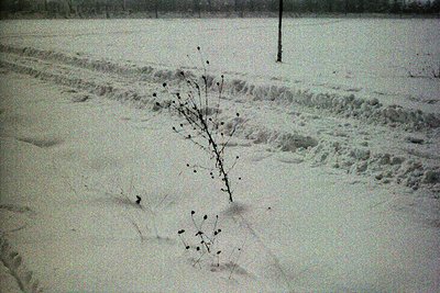 Sparse, leafless tree stands in a snow-covered landscape. Deep tracks traverse the snow, suggesting recent passage. Minimal b...