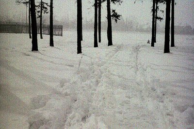 A snow-covered landscape with a network of tracks traversing the scene. Sparse, dark trees punctuate the horizon. The heavy s...