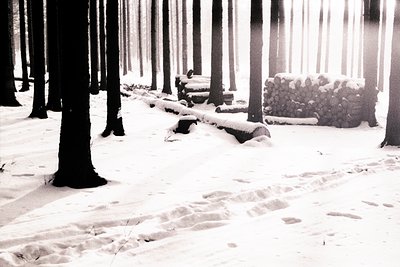 A monochrome image captures a snow-covered forest, dominated by tall, slender trees. A stack of firewood and a fallen log are...
