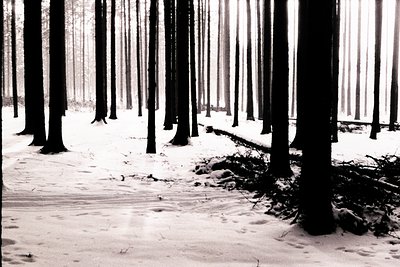 Striking monochrome image depicting a snow-covered forest scene. Tall, slender trees dominate, receding into the distance. Fa...
