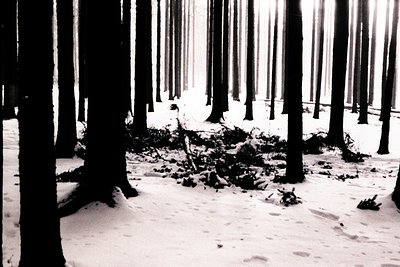 Monochrome photograph depicts a dense, snow-covered forest. Tall, slender trees dominate the frame, receding into a hazy, ind...