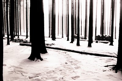 Monochromatic image depicts a snow-covered forest with tall, slender trees creating a dramatic perspective. A fallen log lies...