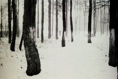 Monochrome photograph depicts a dense, snow-covered forest. Tall, slender tree trunks extend upward, creating a visually stri...