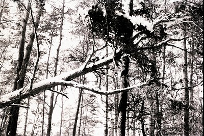 Dramatic, high-angle view of tall, thin pine trees densely packed together. A snow-laden branch extends diagonally across the...