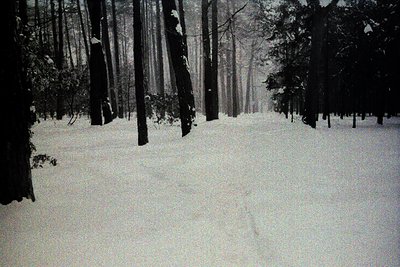 Monochrome image depicting a snow-covered forest. Tall, slender trees frame a path receding into the distance. Heavy snowfall...