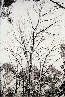 Striking monochrome view of bare tree branches against a misty sky. Dense foliage is visible in the lower portion of the fram...