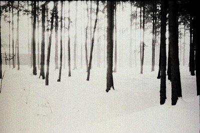 Monochromatic image depicting a sparse forest covered in a thick blanket of snow. Tall, slender trees stand starkly against a...