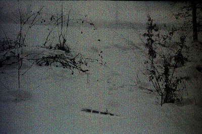 Sparse vegetation emerges from a blanket of fresh snowfall. Tracks, likely animal, traverse the snow's surface. The monochrom...