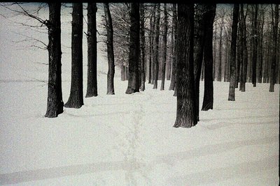 Monochromatic image depicting a grove of bare trees emerging from deep snow. The snow appears uniformly textured, lacking vis...