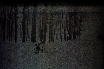 Monochromatic image depicts a dense, leafless forest at dusk or night. Tall, slender trees dominate the frame, receding into ...