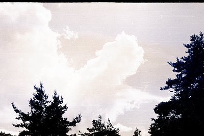 Dramatic cloudscape dominates this vintage film photograph. Silhouetted pine trees frame the lower edges, contrasting with br...