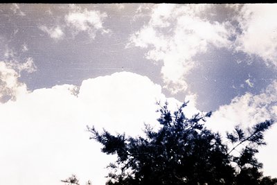 A high-angle view captures a textured sky filled with voluminous clouds. A dark, leafy tree crowns the lower frame, silhouett...