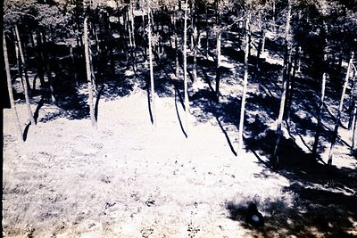 Striking infrared photograph depicts a grove of trees with stark contrast. Vegetation appears white, foliage details are mini...