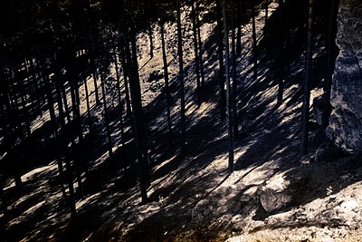 Dramatic, high-contrast black and white image of a dense pine forest sloping upward. Strong diagonal lines created by tree tr...