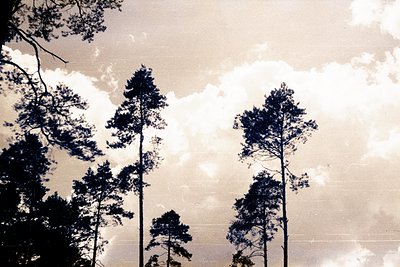 Striking, high-contrast image depicts tall pine trees silhouetted against a cloudy sky. Visible film grain and slight scratch...