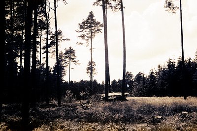 Lush meadow landscape dominated by tall, slender pine trees silhouetted against a bright, diffused light source. Dense woodla...