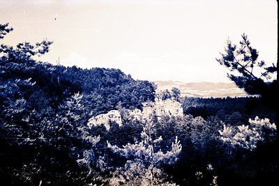 A striking, monochromatic view of a rugged, forested landscape. Dense pine trees dominate the foreground & midground, partial...