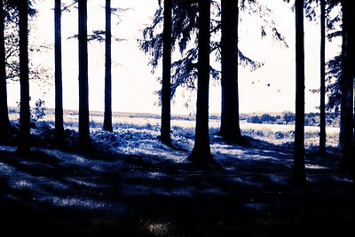 Ethereal forest landscape featuring tall, slender pine trees framing a distant meadow. High-contrast, possibly infrared, crea...