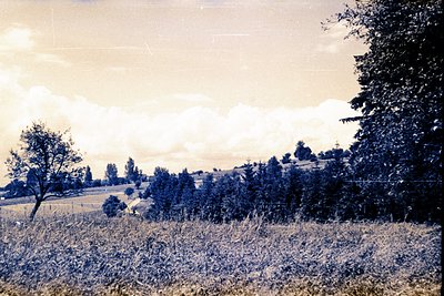 Lush hillside landscape with a prominent tree in foreground. Wild vegetation fills lower portion. A distant path suggests rur...