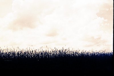 A low-angle view captures a dense, silhouetted field of reeds or tall grass against a cloudy sky. The photograph exhibits a l...