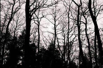 Striking silhouette of bare trees against a pale, overcast sky. Dense foliage creates a dark foreground contrast. High visual...
