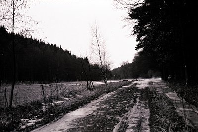 A muddy, rutted dirt road leads towards a clearing framed by dense evergreen forest. Bare trees punctuate the scene. Likely a...
