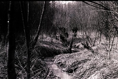 A stark, monochromatic photograph captures a narrow, winding stream cutting through a dense woodland. Bare trees and tangled ...