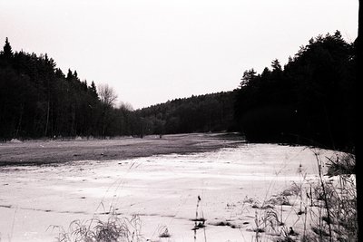A monochrome landscape features a frozen expanse, likely a lake or marsh, framed by dense evergreen forest. Sparse vegetation...