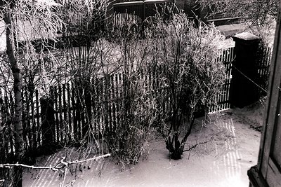 A stark, wintry scene showing snow-covered ground and a fence completely coated in ice. Trees and shrubbery are also heavily ...