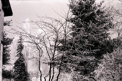 Striking, heavily frost-covered foliage dominates this monochrome image. Bare branches weave through dense evergreen trees, b...