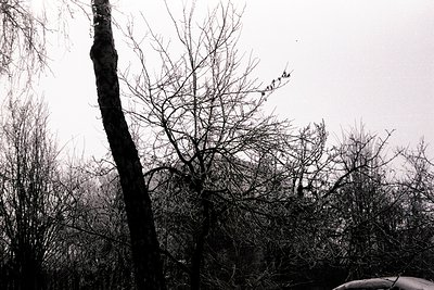 Dramatic grayscale image featuring bare trees with intricate branch structures against a heavily overcast sky. A tall, slight...