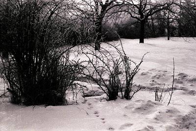 Sparse trees and tangled, thorn-laden shrubs dominate a snow-covered landscape. Numerous animal tracks disturb the pristine s...
