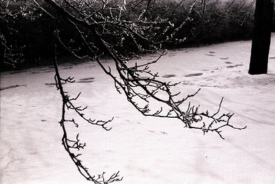 A stark black and white image captures a snow-laden branch arching over a snow-covered ground. Sparse footprints disrupt the ...
