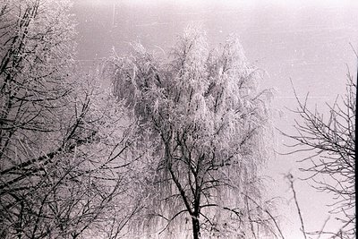A striking, monochromatic image captures a tree heavily laden with ice, likely from a freezing rain or ice storm. The dense, ...