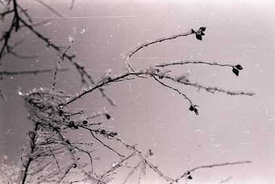 Delicate, frost-covered branches form an intricate pattern against a plain background. The monochrome image displays a textur...