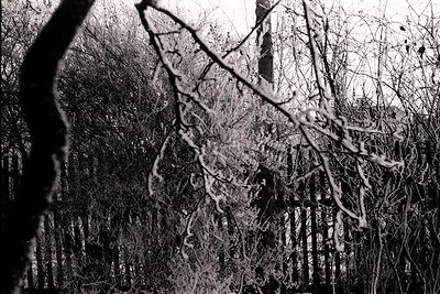 Black and white photo shows a winter garden with a wooden fence and thick, frost-covered branches obscuring the view. A tall ...