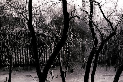 A stark, black and white image depicting snow-covered branches and a blurred background suggesting a winter landscape. Leafle...