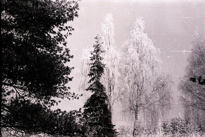 A monochrome view of frost-laden trees, likely birches and evergreens, heavily coated with ice. The image displays a snowy la...