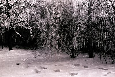 Ethereal monochrome scene of a snow-covered landscape. Detailed frost clings to branches of dense shrubs. Visible animal trac...
