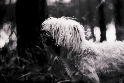 Vintage black-and-white portrait of a long-haired dog, likely a poodle or terrier mix, with textured fur and a focused gaze. ...