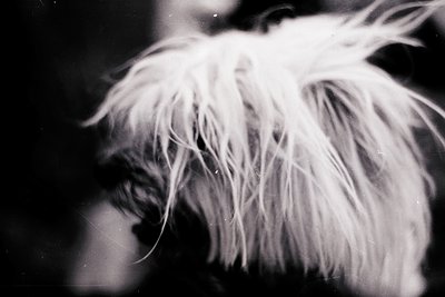 Close-up of a dog’s fluffy, white fur in motion, captured in high-contrast black-and-white. The texture and volume of the fur...