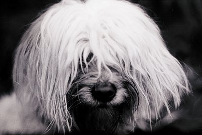 Close-up of a wet, shaggy-haired dog with expressive eyes, likely a **Lhasa Apso or similar breed**. High-contrast black-and-...