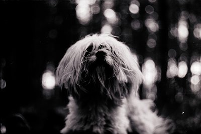 Fluffy white dog in close-up, high-contrast black-and-white shot with bokeh lights in background. Likely candid or posed port...