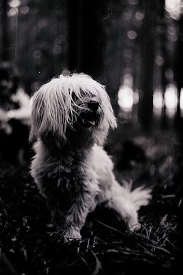 Vintage-style black-and-white portrait of a small, fluffy dog (likely a poodle or terrier mix) sitting in dense foliage. Soft...
