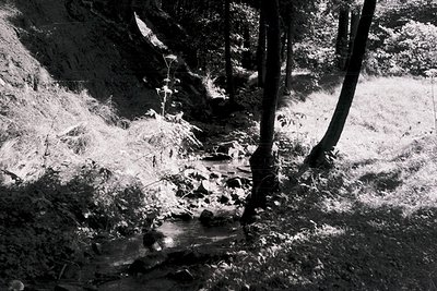 Sun-dappled forest floor with rocky stream, framed by tree trunks. High-contrast black-and-white composition highlights textu...