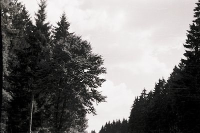 Dense coniferous forest canopy under overcast skies, captured in high-contrast monochrome. Tall evergreens dominate the frame...